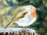 Winter Robin